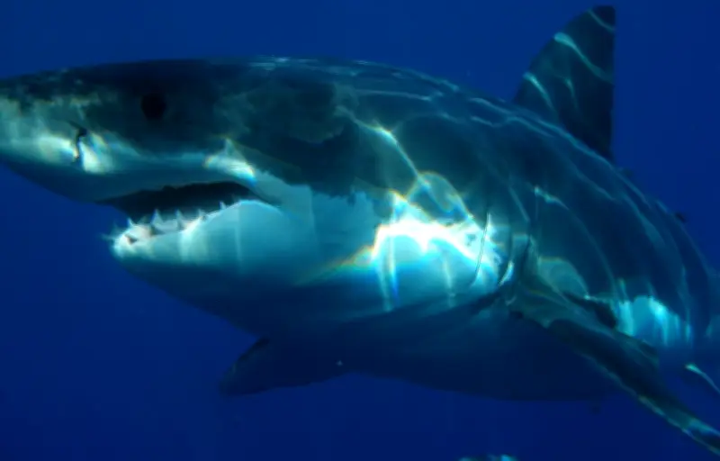 Nouvelle attaque de requin à Nouméa : un homme grièvement blessé en pratiquant le va'a