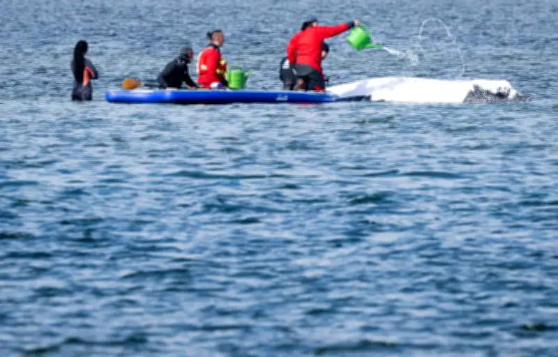 Nouvelle tentative de sauvetage d'une baleine échouée en Allemagne