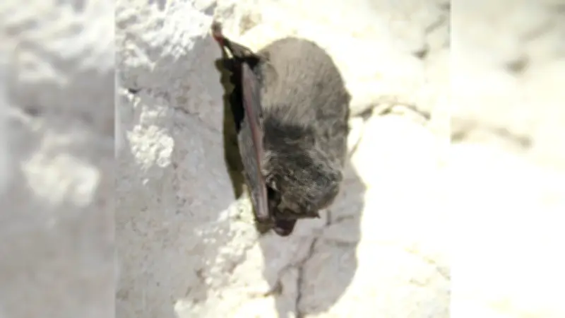 Nuit de la chauve-souris à Saint-Pons-de-Thomières : immersion nocturne au cœur du Haut-Languedoc
