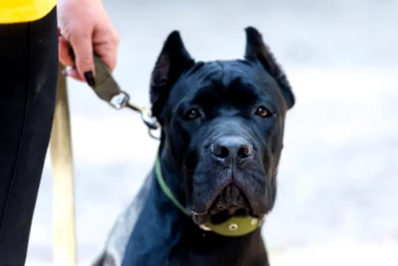 Oise : enfant mordu par deux chiens, pronostic vital plus engagé