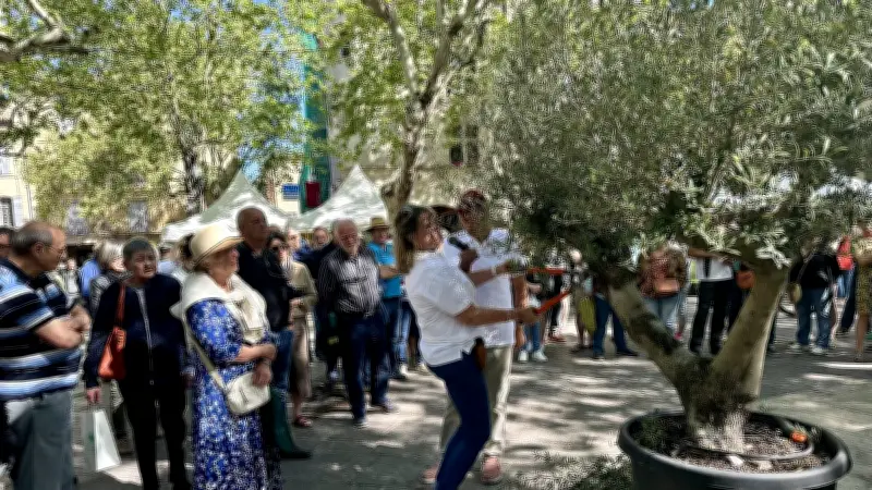 Olives en fête : la 11e édition célèbre l'AOP Huile d'olive de Nîmes à Uzès
