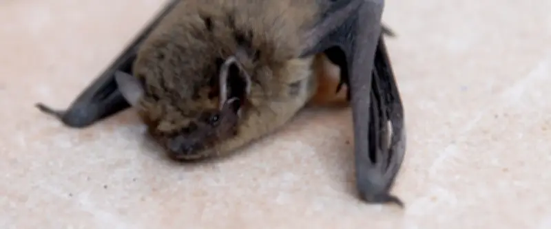 Olivier mordu par une chauve-souris : le traitement antirabique lourd