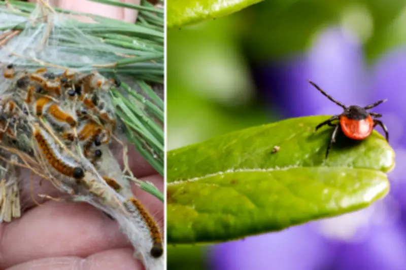 ONF alerte sur les risques des tiques et chenilles processionnaires pour les promeneurs
