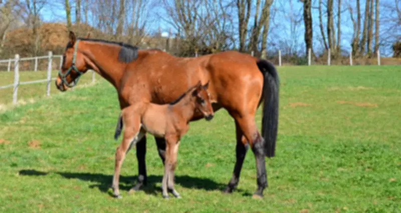 Opération de sauvetage pour une jument tombée dans un gave à Bidos