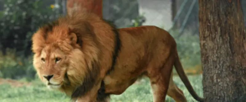 Pakistan : un lion domestique sème la panique à Lahore