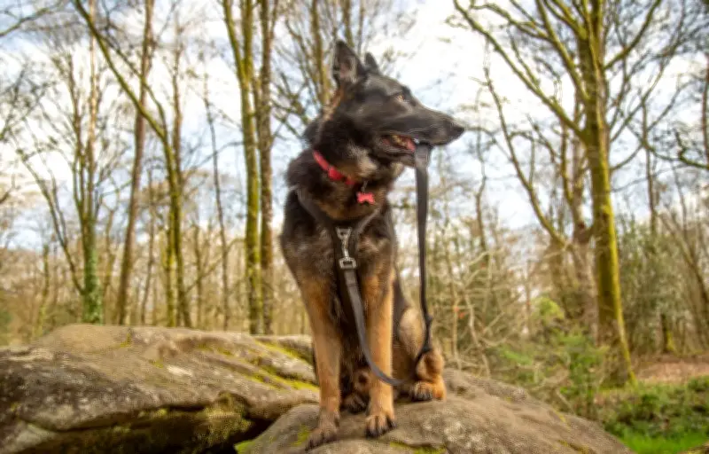 Palmarès des villes animal friendly : le bien-être de tous les animaux désormais pris en compte