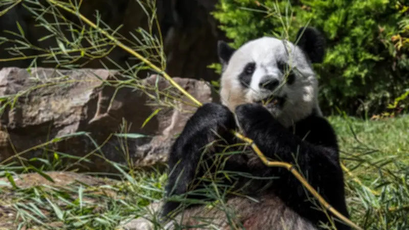 Pandas de Beauval : qu'est-ce que la diplomatie du panda ?