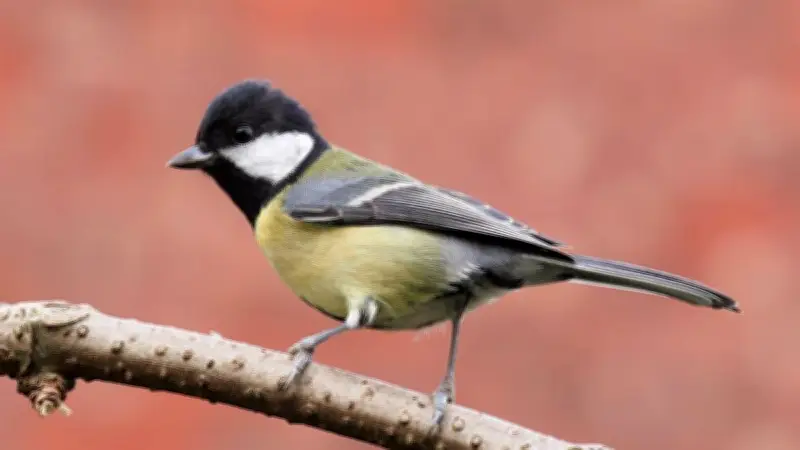 Paris réduit le bruit de 3 décibels en dix ans, mais les oiseaux chantent toujours plus haut