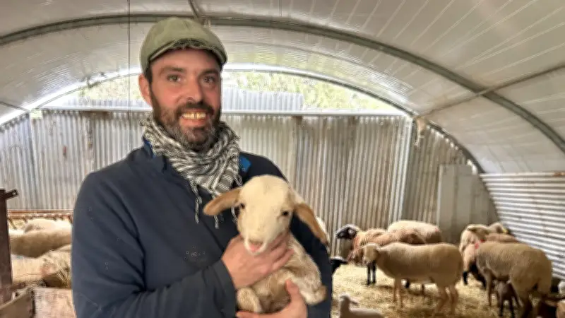 Parrainage d'agnelles dans le Gard : une initiative solidaire et écologique