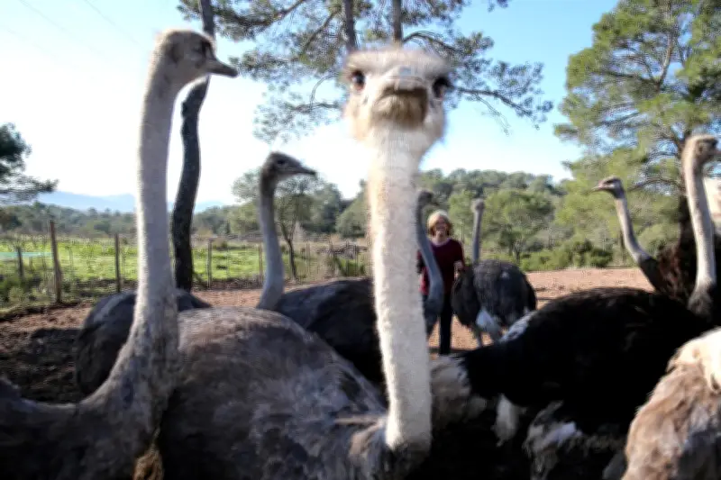 PAZ manifeste contre l'utilisation d'autruches réelles dans le film 'L'Enfant du désert'