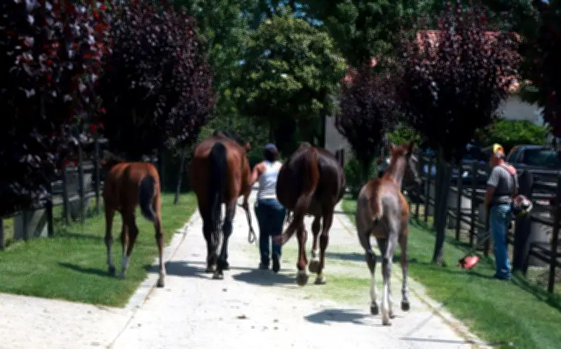 Perquisitions dans un haras de renom : enquête pour exercice illégal de la médecine vétérinaire