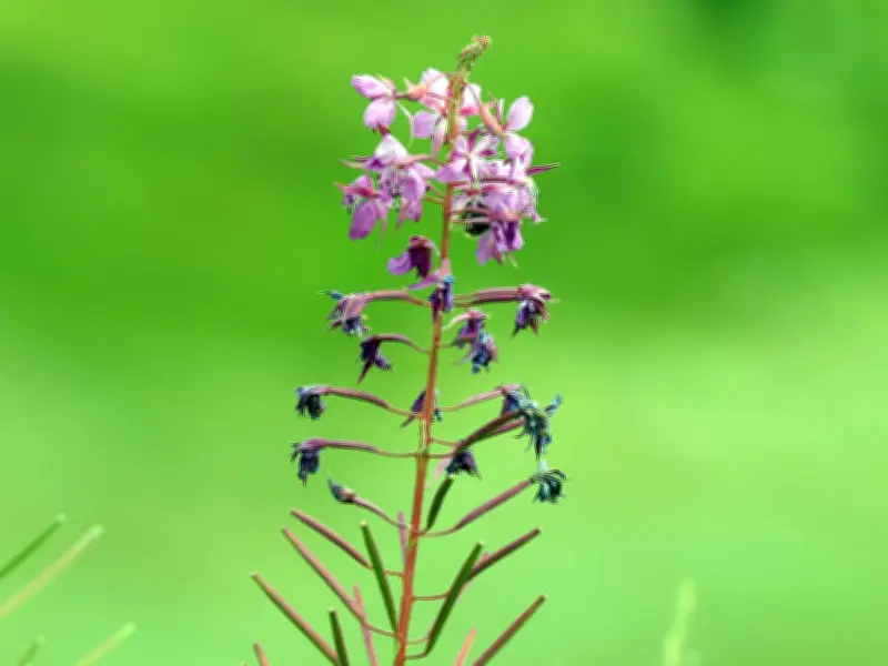 Phytothérapie : la naturalité n'excuse pas l'absence de preuves scientifiques