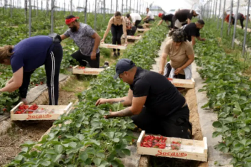 Pic de production des fraises en Dordogne : les producteurs face au défi climatique