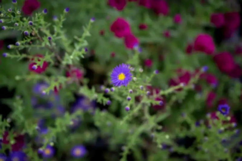 PlantNet, bien plus qu'une appli de randonnée : un outil scientifique précieux