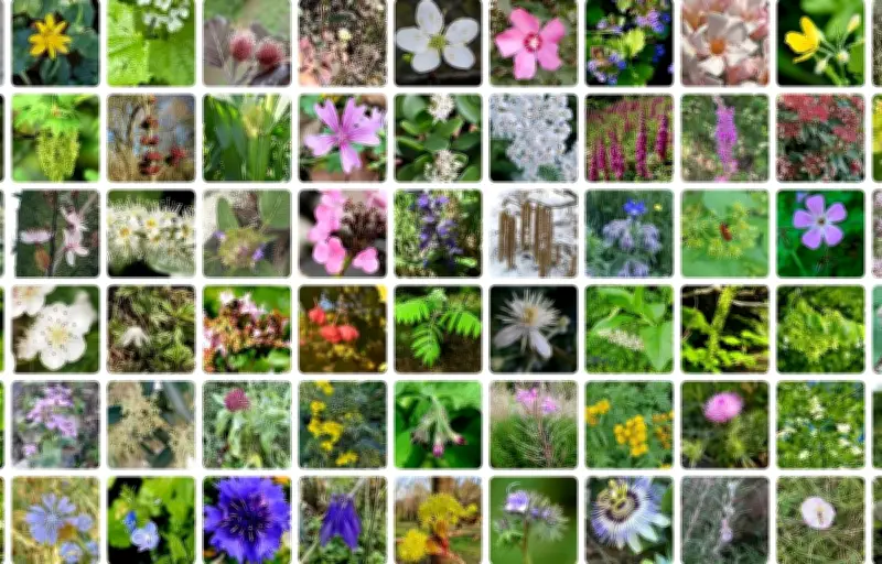 PlantNet, le Shazam des plantes, révèle ses secrets et ses défis