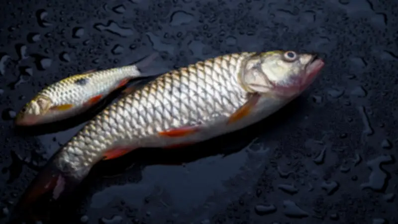 Pluie de poissons au Honduras : le mystère des poissons aveugles enfin expliqué