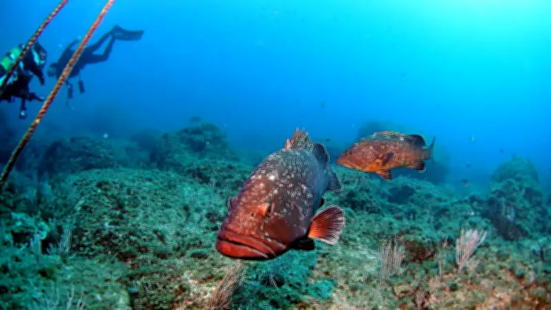Pollution sonore en mer : l'activité humaine perturbe gravement la vie sous-marine