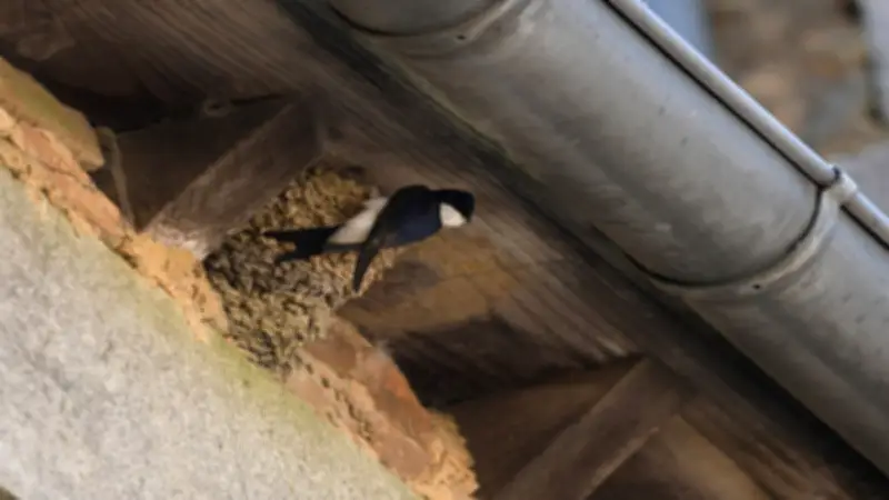 Pomérols lance un recensement crucial des nids d'hirondelles pour leur sauvegarde