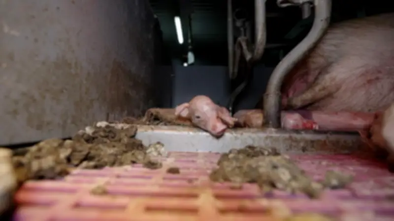 Porcelets castrés à vif, cadavres en décomposition : L214 porte plainte en Bretagne