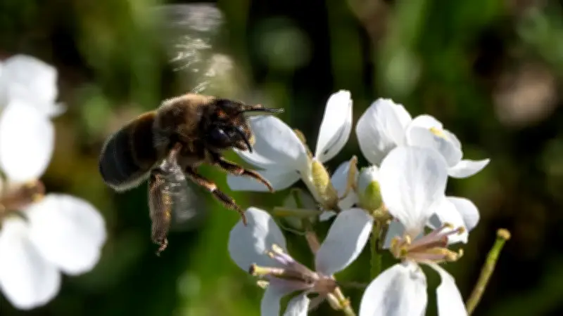 Portiragnes : deux événements pour protéger abeilles et comprendre frelons