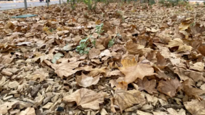 Pourquoi les feuilles tombent-elles si tôt à Montpellier ?