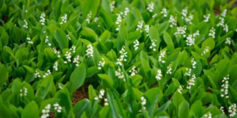 Pourquoi offre-t-on du muguet le 1er mai ? Histoire et traditions
