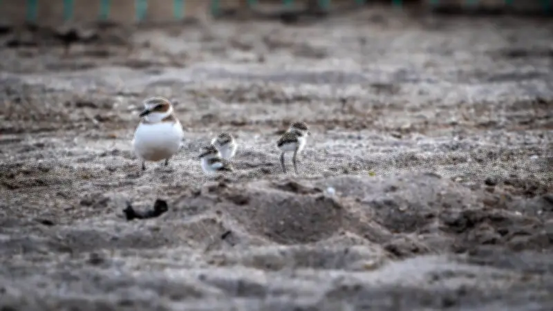 Poussins gravelots : 2 cm, quasi invisibles, menacés sur la plage de la Maïre