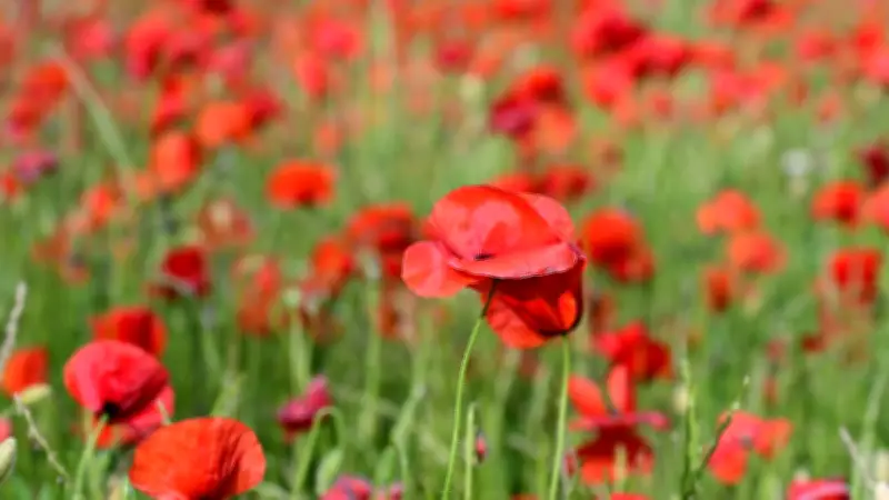 Pâques 2026 : Un week-end exceptionnel sous le soleil et la douceur printanière