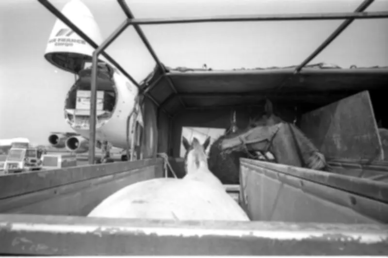 Premier vol de chevaux pur-sang arabes depuis Bordeaux vers New York en 1982