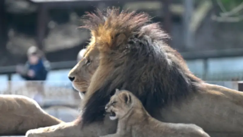 Premier zoo sans animaux en Europe : une expérience en réalité virtuelle