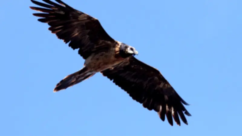 Première reproduction de gypaètes barbus en Lozère, une avancée majeure pour la réintroduction