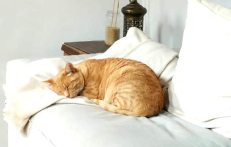 Prendre soin de son chien ou chat âgé : conseils de chercheurs