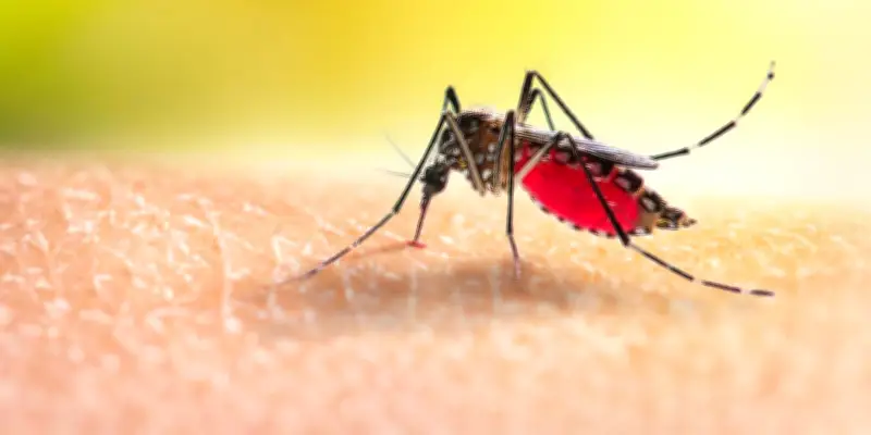 Printemps : les gestes essentiels pour prévenir une invasion de moustiques cet été