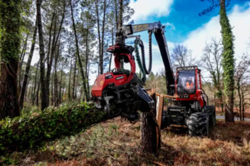Printemps précoce et tempête Nils : la forêt des Landes sous haute surveillance