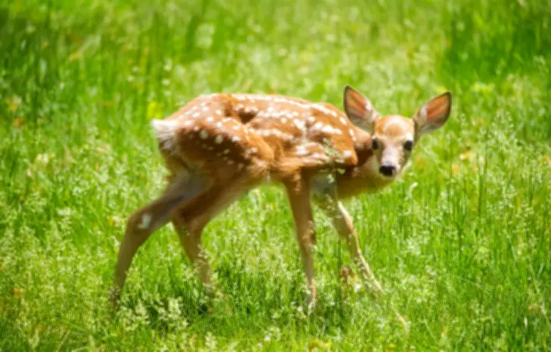 Printemps : Trois idées reçues dangereuses sur la vie animale démontées