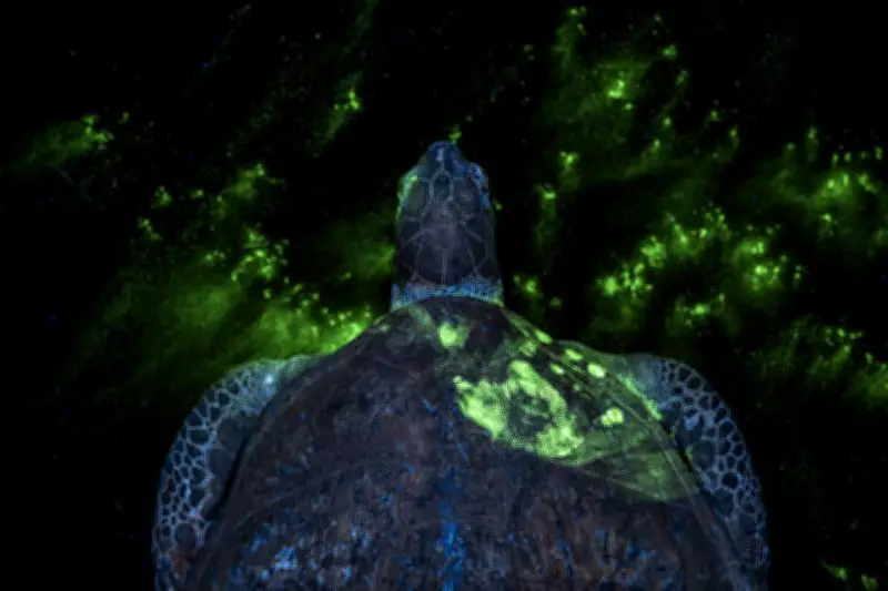 Prix Photo Environnementale 2026 : une image choc contre le trafic animal