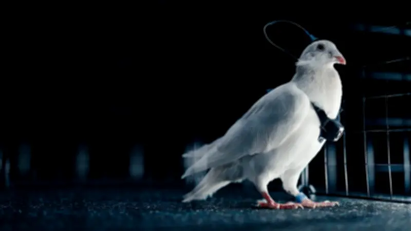 Projet russe biodrone PJN-1 : des pigeons pilotés à distance par électrodes cérébrales