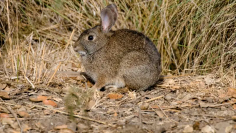 Prolifération de lapins à Mauguio : concertation pour une gestion responsable