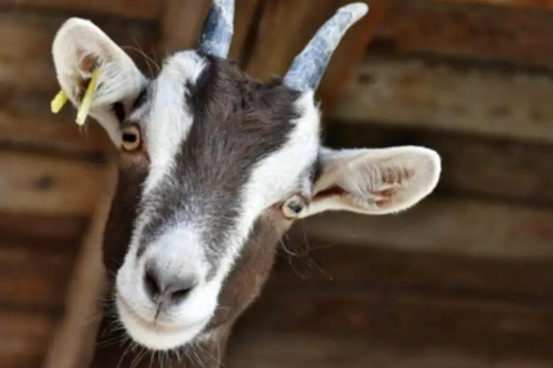 Près de Marseille, un homme jugé pour une série de viols sur des chèvres dans une ferme pédagogique
