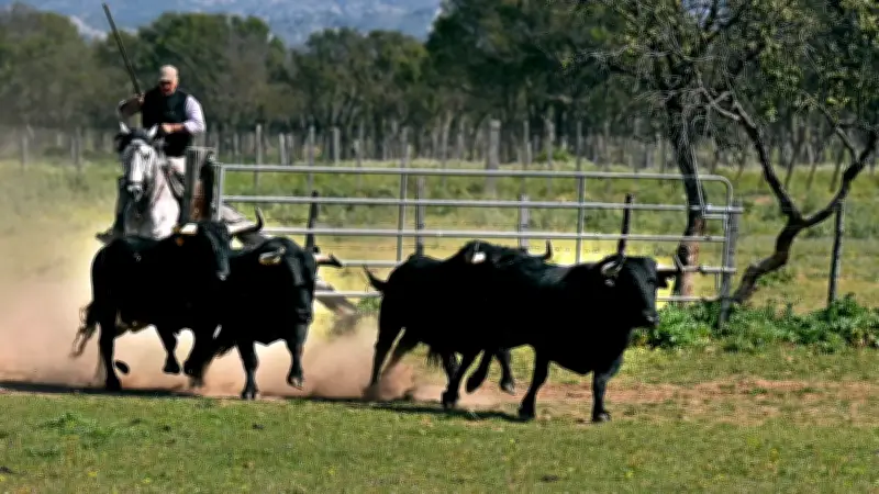 Présentation des toros d'Alès à Saint-Martin-de-Crau : une sélection rigoureuse pour la corrida