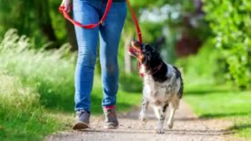 Pujaut renforce la sécurité avec un arrêté obligeant la laisse pour les chiens