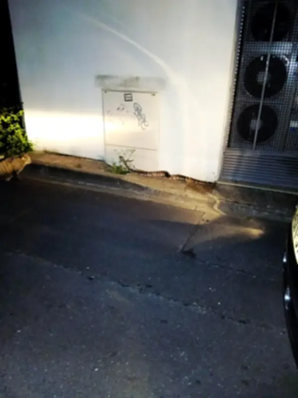 Python regius échappé à Aytré retrouvé grâce aux réseaux sociaux