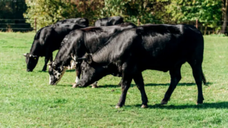 Randonneur de 85 ans tué par des vaches dans les Alpes autrichiennes