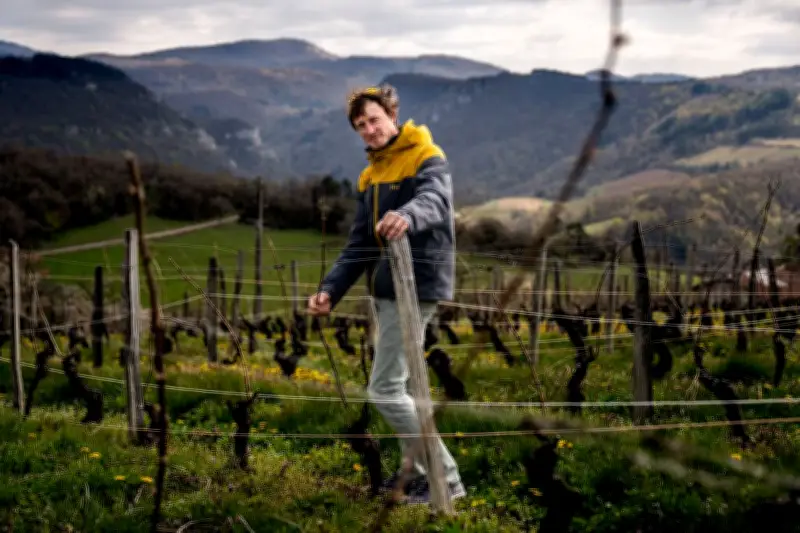 Randos et apéros dans les vignes de l'Ain : sentiers bonheur