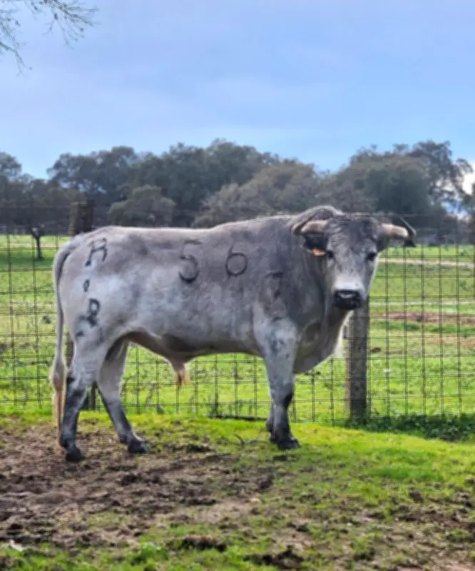 Raquel Martin, torera de 22 ans, en vedette à Mugron pour une novillada piquée