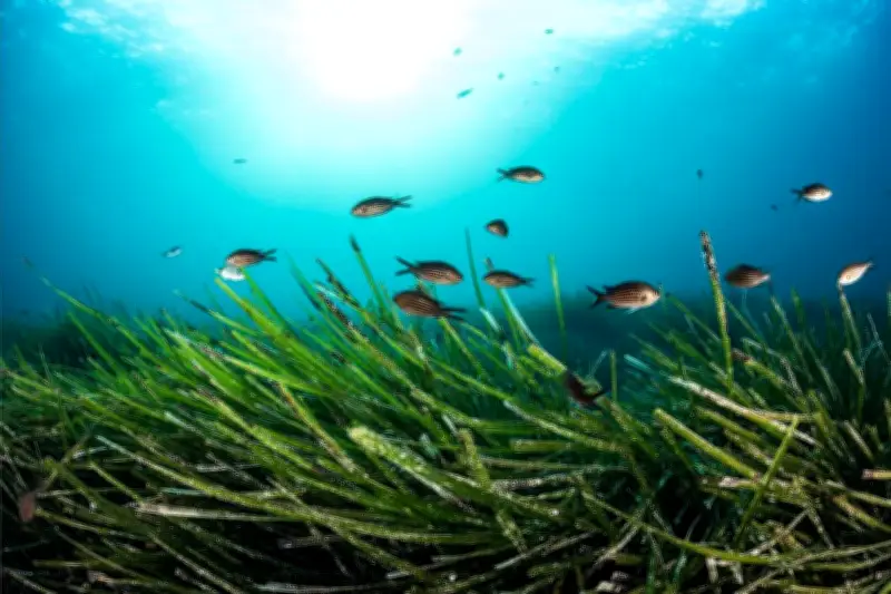 Réchauffement méditerranéen : comment il dérègle la vie marine