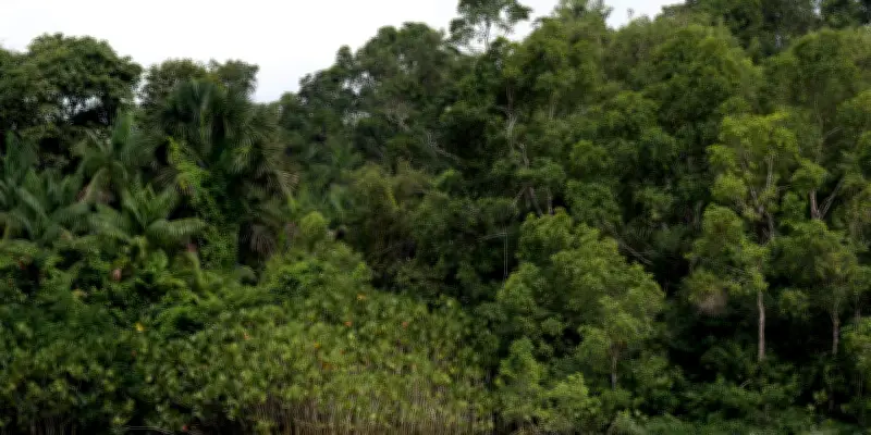 Recul des forêts primaires tropicales : le ralentissement s'amorce