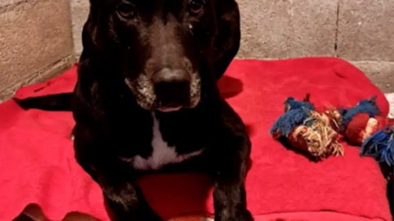 Refuge de Beaucaire : SOS pour Xena et ses compagnons