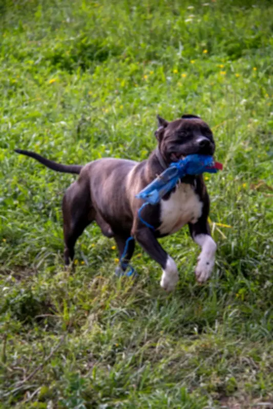 Refuge Inaya : journée adoption pour chiens avant fermeture