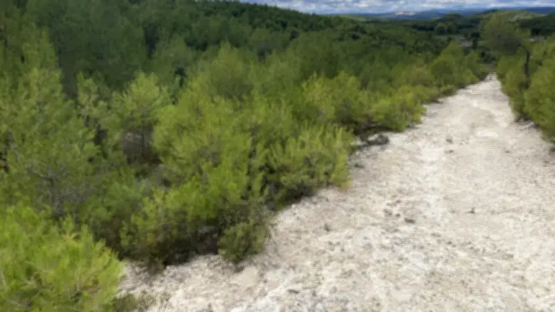 Renaissance de la forêt après le feu des Corbières : la nature comme solution
